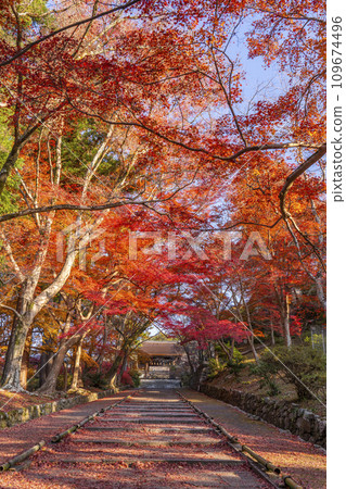 Autumn Kyoto, Bishamondo, autumn leaves coloring the slope leading to the Chokushimon gate 109674496