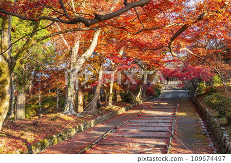 Autumn Kyoto, Bishamondo, autumn leaves coloring the slope leading to the Chokushimon gate Autumn Kyoto, Bishamondo, autumn leaves coloring the slope leading to the Chokushimon gate 109674497