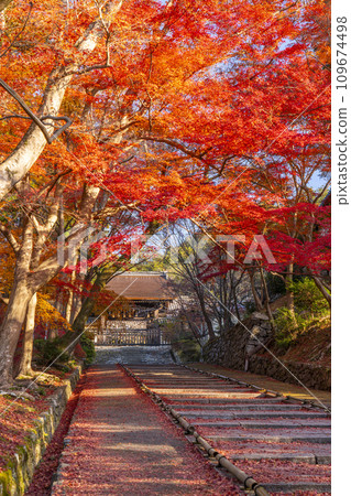Autumn Kyoto, Bishamondo, autumn leaves coloring the slope leading to the Chokushimon gate Autumn Kyoto, Bishamondo, autumn leaves coloring the slope leading to the Chokushimon gate 109674498