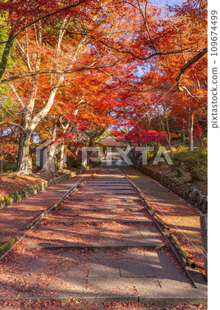 Autumn Kyoto, Bishamondo, autumn leaves coloring the slope leading to the Chokushimon gate Autumn Kyoto, Bishamondo, autumn leaves coloring the slope leading to the Chokushimon gate 109674499