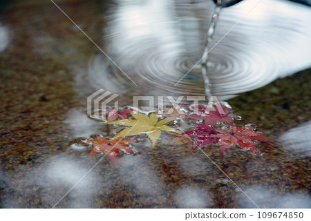 京都市東山區泉湧寺的熊野觀音寺的秋天，長足缽上的落葉 109674850