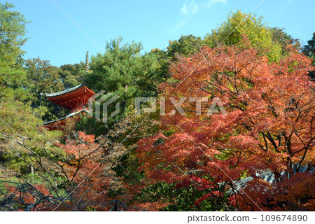 秋天的熊野觀音寺、醫學大教堂與秋葉、京都市東山區仙遊寺 秋天的熊野觀音寺、醫學大教堂與秋葉、京都市東山區仙遊寺 109674890