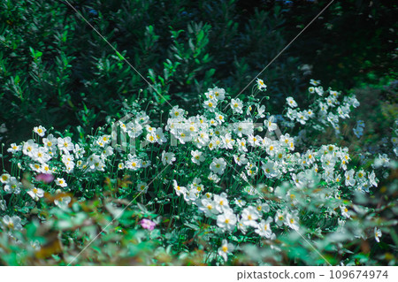 A group of white flowers 109674974