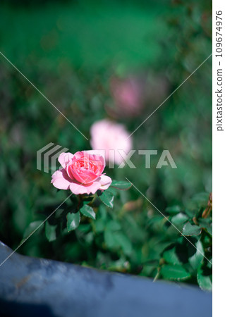 Rose of pink Rose of pink 109674976