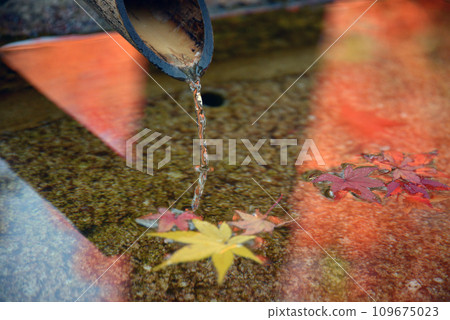 Chozubachi Fallen maple leaves 109675023