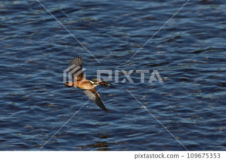 翠鳥嘴裡叼著獵物飛過水面 109675353