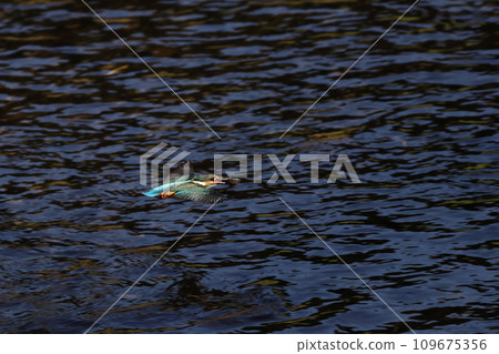 A kingfisher flies over the water with prey in its mouth 109675356
