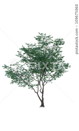 Isolated tree on a transparent background. Single tree isolated on a white background. Isolated tree on a transparent background. Single tree isolated on a white background. 109675868