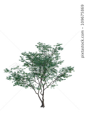 Isolated tree on a transparent background. Single tree isolated on a white background. Isolated tree on a transparent background. Single tree isolated on a white background. 109675869