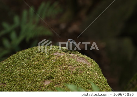 Kuroji male Kuroji male 109675886