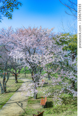 Oshima cherry blossoms are the original species of cherry blossoms unique to Japan, and their white petals are attractive. Oshima cherry blossoms are the original species of cherry blossoms unique to Japan, and their white petals are attractive. 109676593