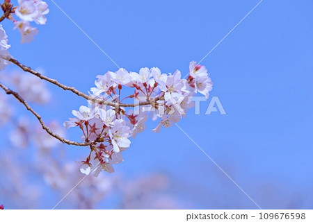 Oshima cherry blossoms are the original species of cherry blossoms unique to Japan, and their white petals are attractive. Oshima cherry blossoms are the original species of cherry blossoms unique to Japan, and their white petals are attractive. 109676598