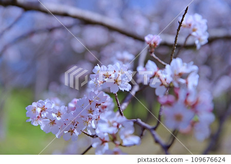 Oshima cherry blossoms are the original species of cherry blossoms unique to Japan, and their white petals are attractive. Oshima cherry blossoms are the original species of cherry blossoms unique to Japan, and their white petals are attractive. 109676624