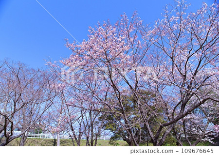 Oshima cherry blossoms are the original species of cherry blossoms unique to Japan, and their white petals are attractive. Oshima cherry blossoms are the original species of cherry blossoms unique to Japan, and their white petals are attractive. 109676645