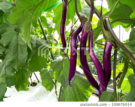 Cultivation of long eggplant Cultivation of long eggplant 109676914