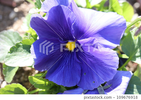 Blue pansy flowers blooming in the autumn garden Blue pansy flowers blooming in the autumn garden 109676918