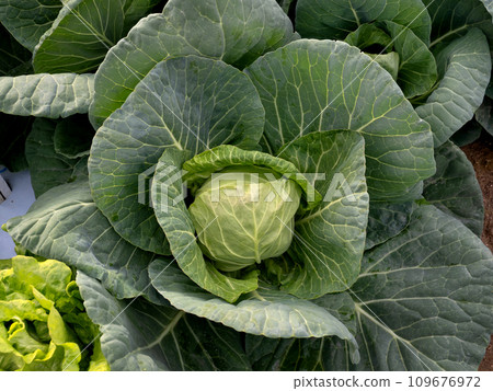 種植迷你捲心菜 109676972