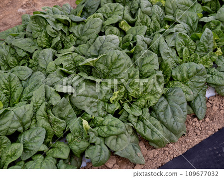 枯萎菠菜的栽培 枯萎菠菜的栽培 109677032