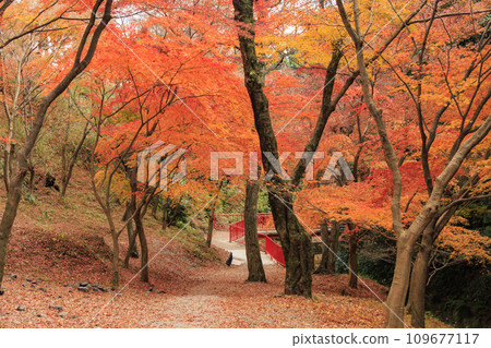 深秋水澤紅葉谷的秋葉 109677117