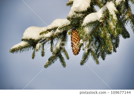 Spruce tree branch enveloped in fallen snow 109677144