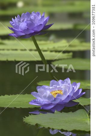 Australian waterlily or Nymphaea gigantea waterlily with reflection on water. 109677381