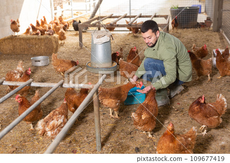 Young farmer feeding chickens with grain in henhouse Young farmer feeding chickens with grain in henhouse 109677419