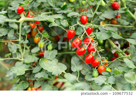 Red grape tomatoes ripening on bushes in greenhouse 109677532
