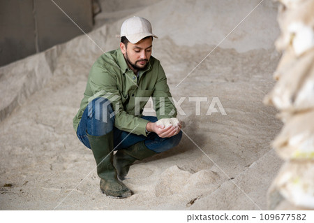 Livestock breeder checking quality of maize meal in farm storage Livestock breeder checking quality of maize meal in farm storage 109677582