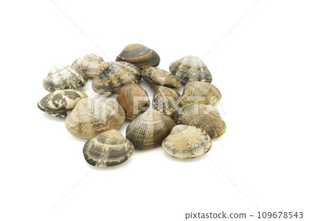 Clams with a white background Clams with a white background 109678543