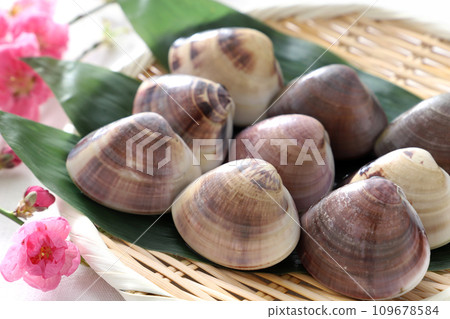 竹漏上的蛤蜊和桃花 109678584