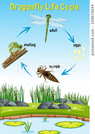 Dragonfly Life Cycle Infographic 109678644