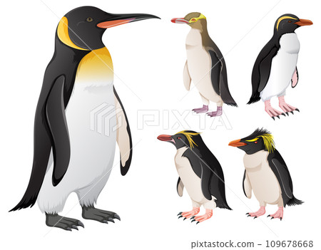 Set of penguins in different species 109678668