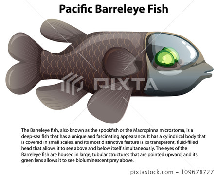 Pacific Barreleye Fish with Informative Text Pacific Barreleye Fish with Informative Text 109678727