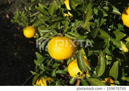 夏季橘子水果 夏季橘子水果 109678780