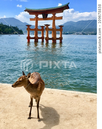 嚴島神社和鹿 109678838