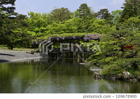 Kyoto Sendong Palace South pond Yatsuhashi and wisteria 109678900