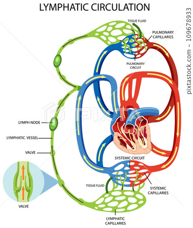 Lymphatic Circulation System Diagram Lymphatic Circulation System Diagram 109678933