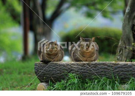 A good cat 109679105