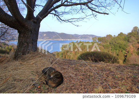 A friendly cat clinging to each other to keep warm 109679109