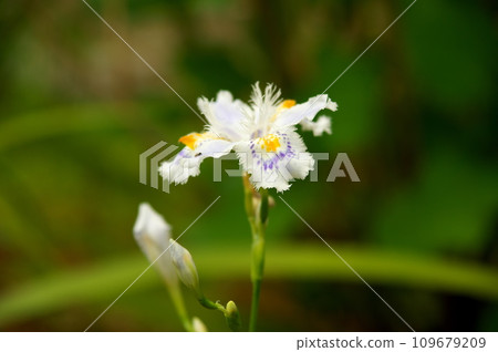 Shaga的花朵 109679209