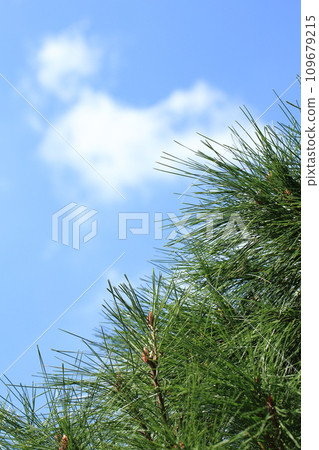 年輕的紅松葉和藍天 109679215
