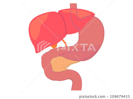 liver, pancreas and stomach 109679433