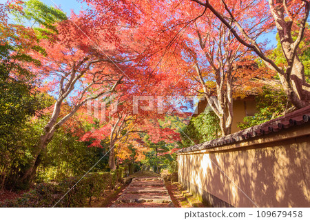 京都嵯峨野茅草屋頂與秋葉風景 京都嵯峨野茅草屋頂與秋葉風景 109679458