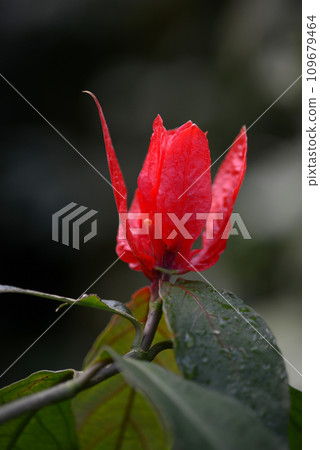 Luelia Colorata Luelia Colorata 109679464