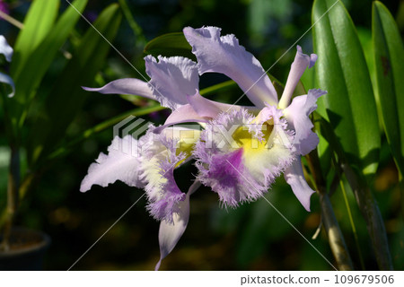 Rincolleio Cattleya Satania orchid flower Rincolleio Cattleya Satania orchid flower 109679506