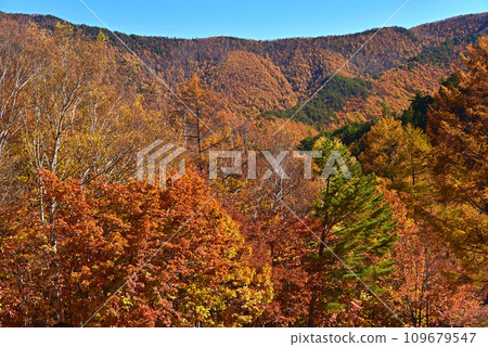 Shinshu Mawarimedaira Campsite - Autumn leaves view on a sunny day 109679547