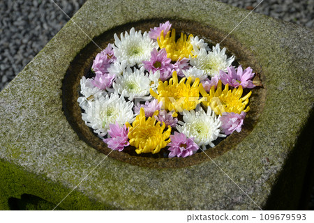 京都市左京區秋法院花 長足缽鹿谷 京都市左京區秋法院花 長足缽鹿谷 109679593