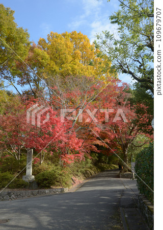 秋天的曼殊院 京都左京區秋葉 秋天的曼殊院 京都左京區秋葉 109679707