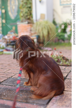 dachshund in the garden dachshund in the garden 109679882
