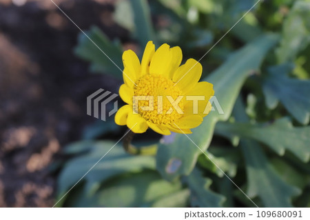 冬季花園中盛開的黃黃色雛菊(菊花)花 冬季花園中盛開的黃黃色雛菊(菊花)花 109680091